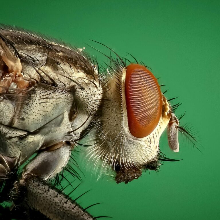 Pest Control Near You Pricing